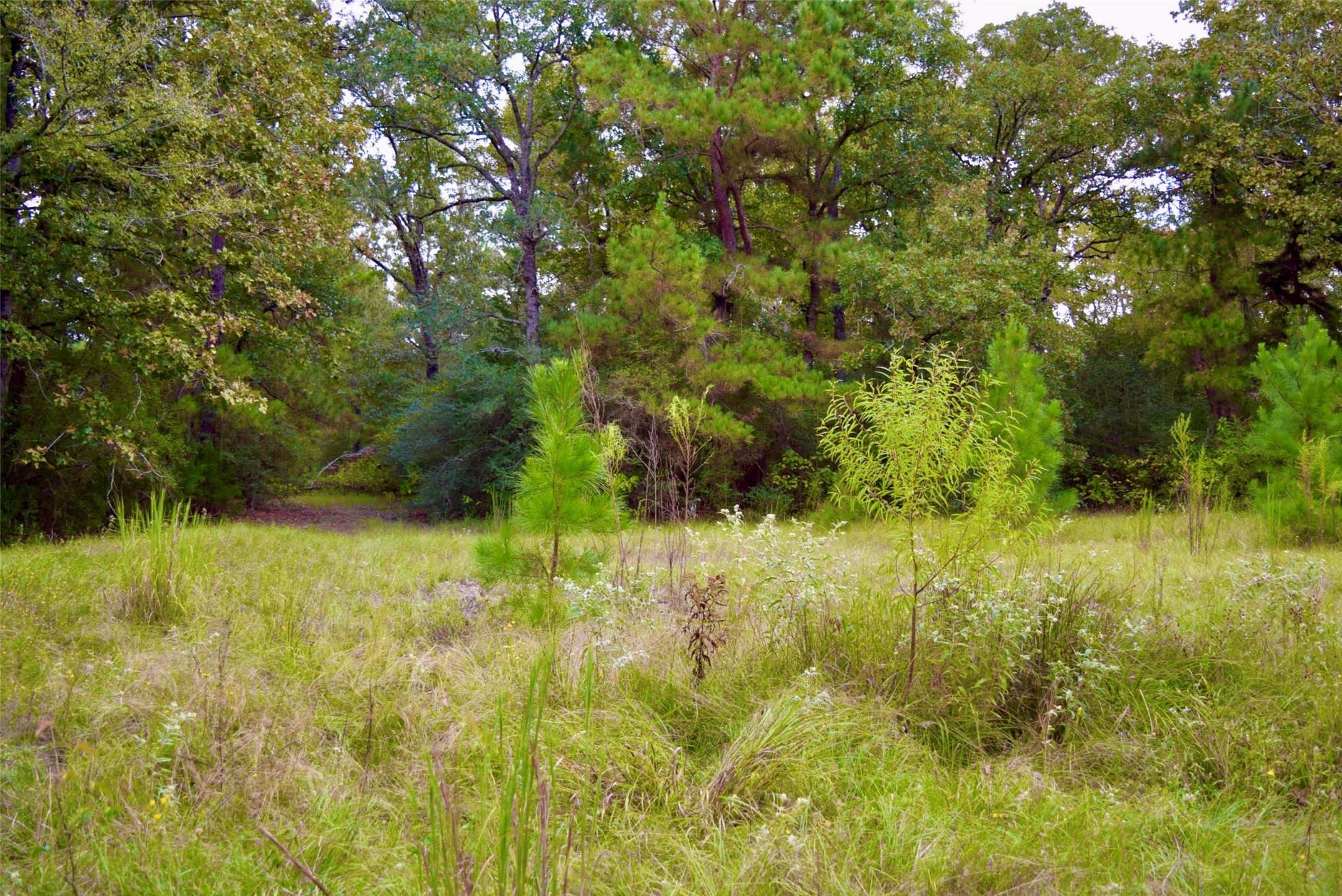 114 County Road 114 Centerville, TX 75833 - Photo 20 of 22 a view of yard with green space