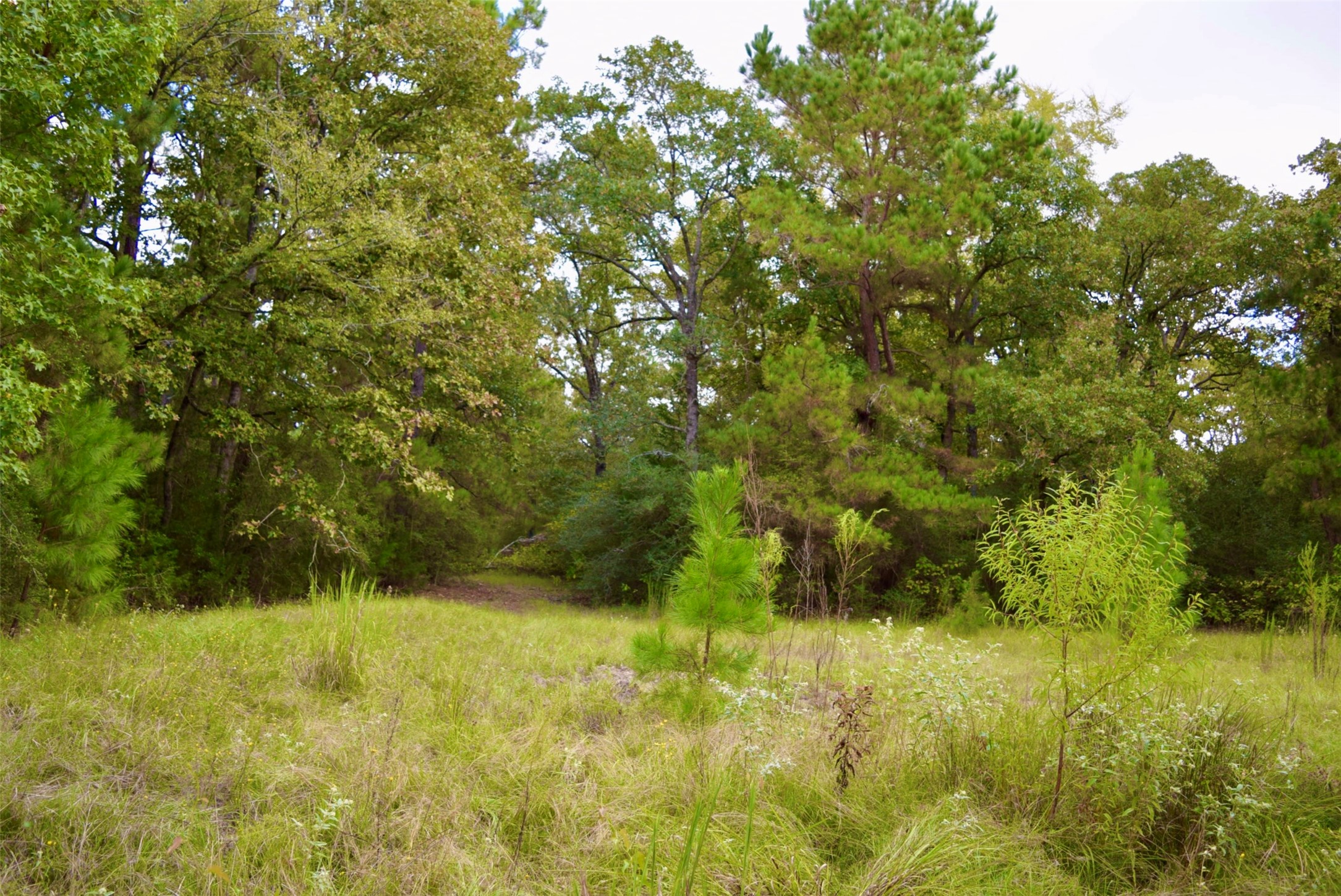 114 County Road 114 Centerville, TX 75833 - Photo 21 of 22 a view of outdoor space and yard