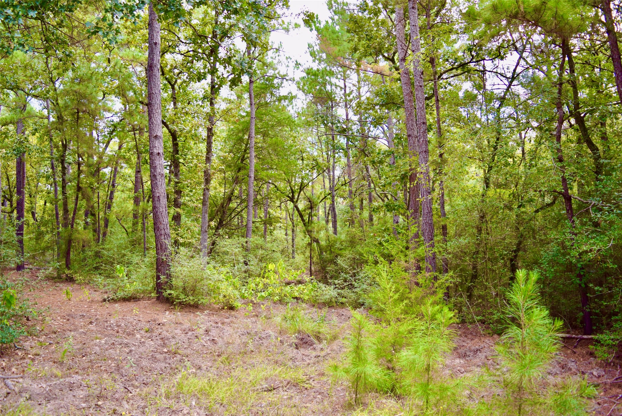 114 County Road 114 Centerville, TX 75833 - Photo 3 of 22 a backyard of a house with plants and large trees