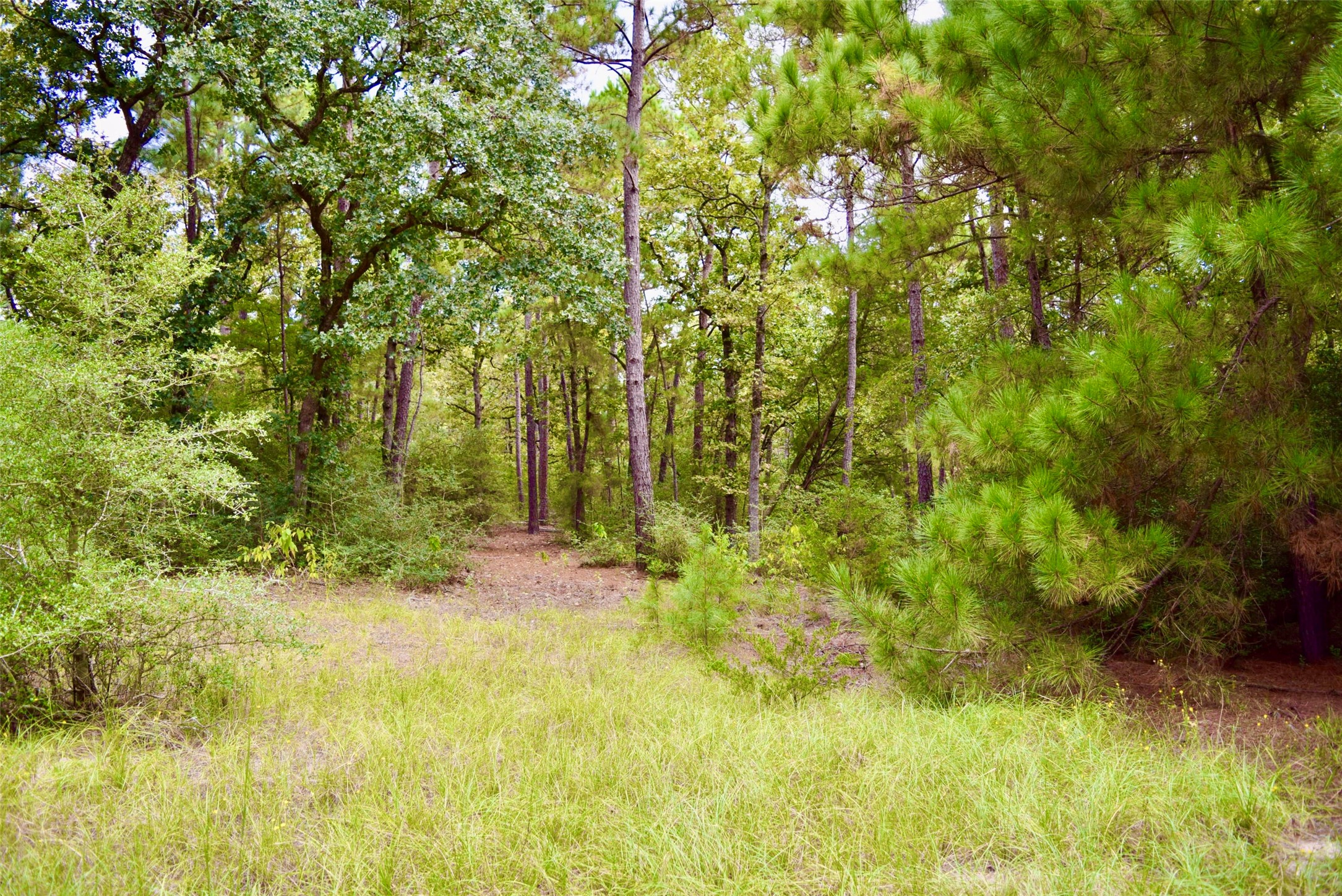 114 County Road 114 Centerville, TX 75833 - Photo 4 of 22 a view of backyard with green space
