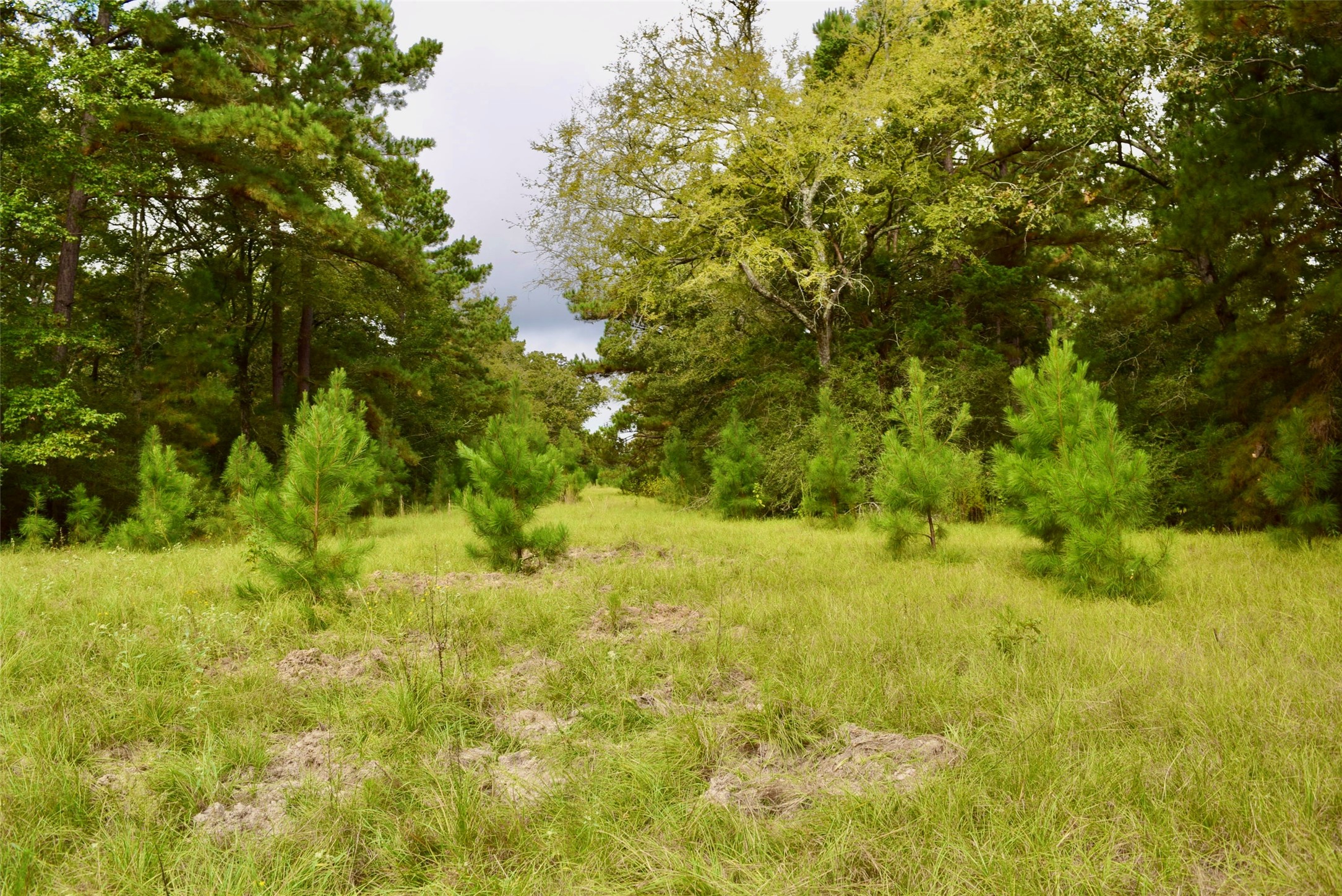 114 County Road 114 Centerville, TX 75833 - Photo 5 of 22 a view of yard with green space