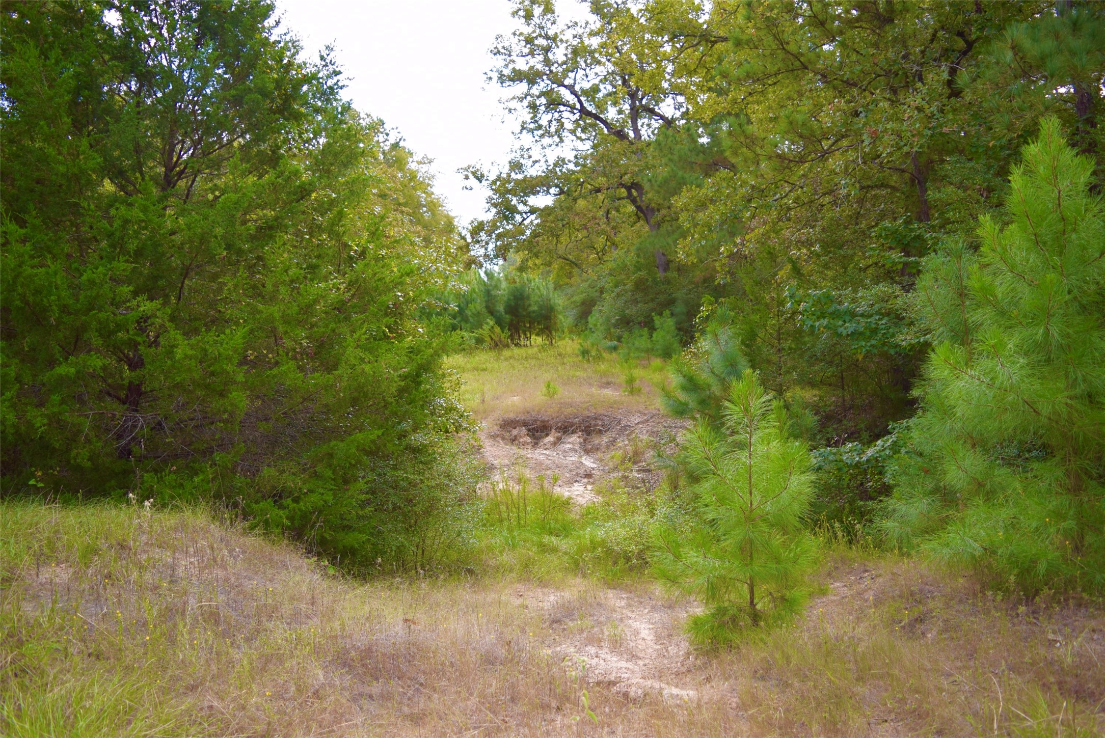 114 County Road 114 Centerville, TX 75833 - Photo 6 of 22 a view of a yard with plants and large trees