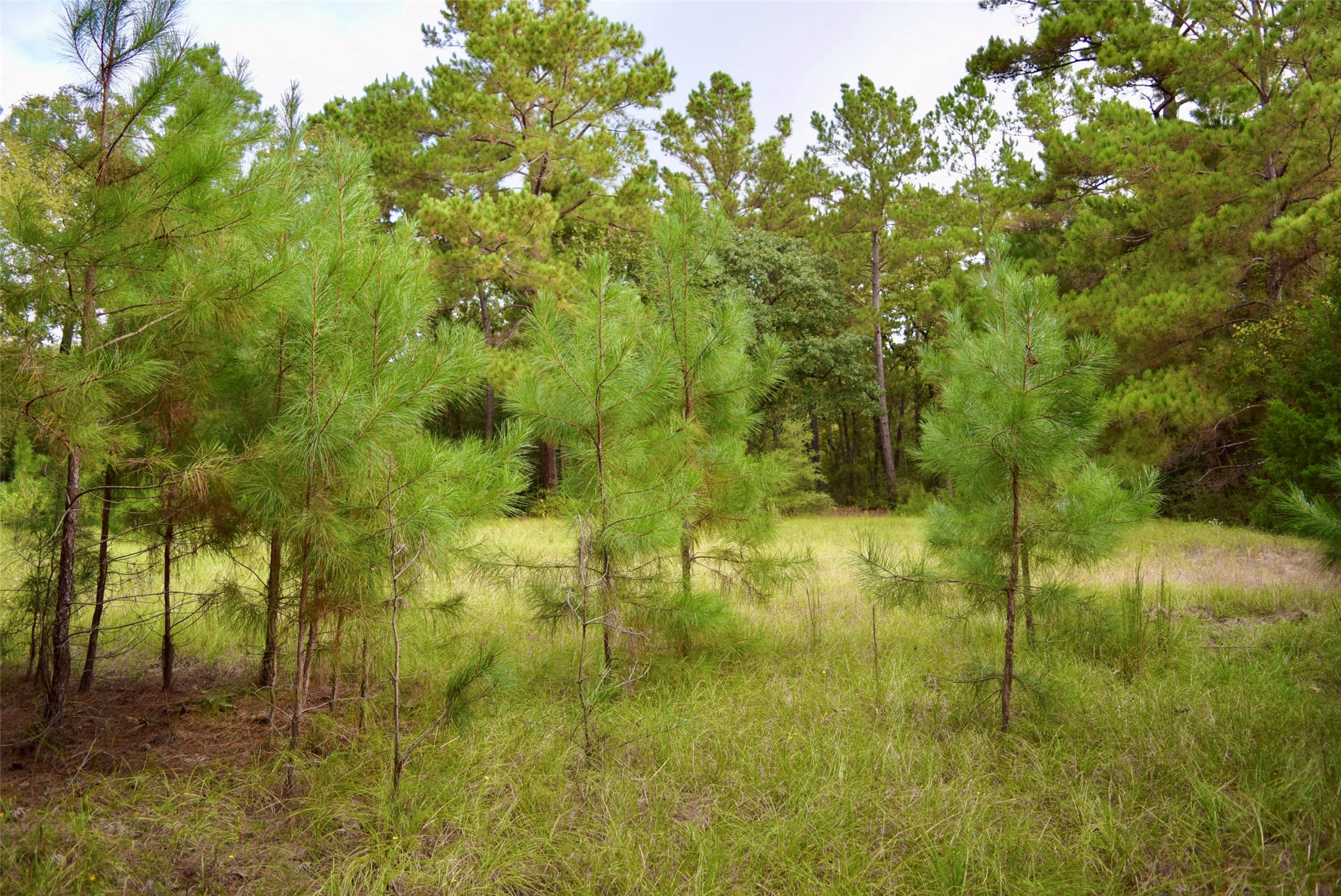 114 County Road 114 Centerville, TX 75833 - Photo 7 of 22 a view of residential trees and tree