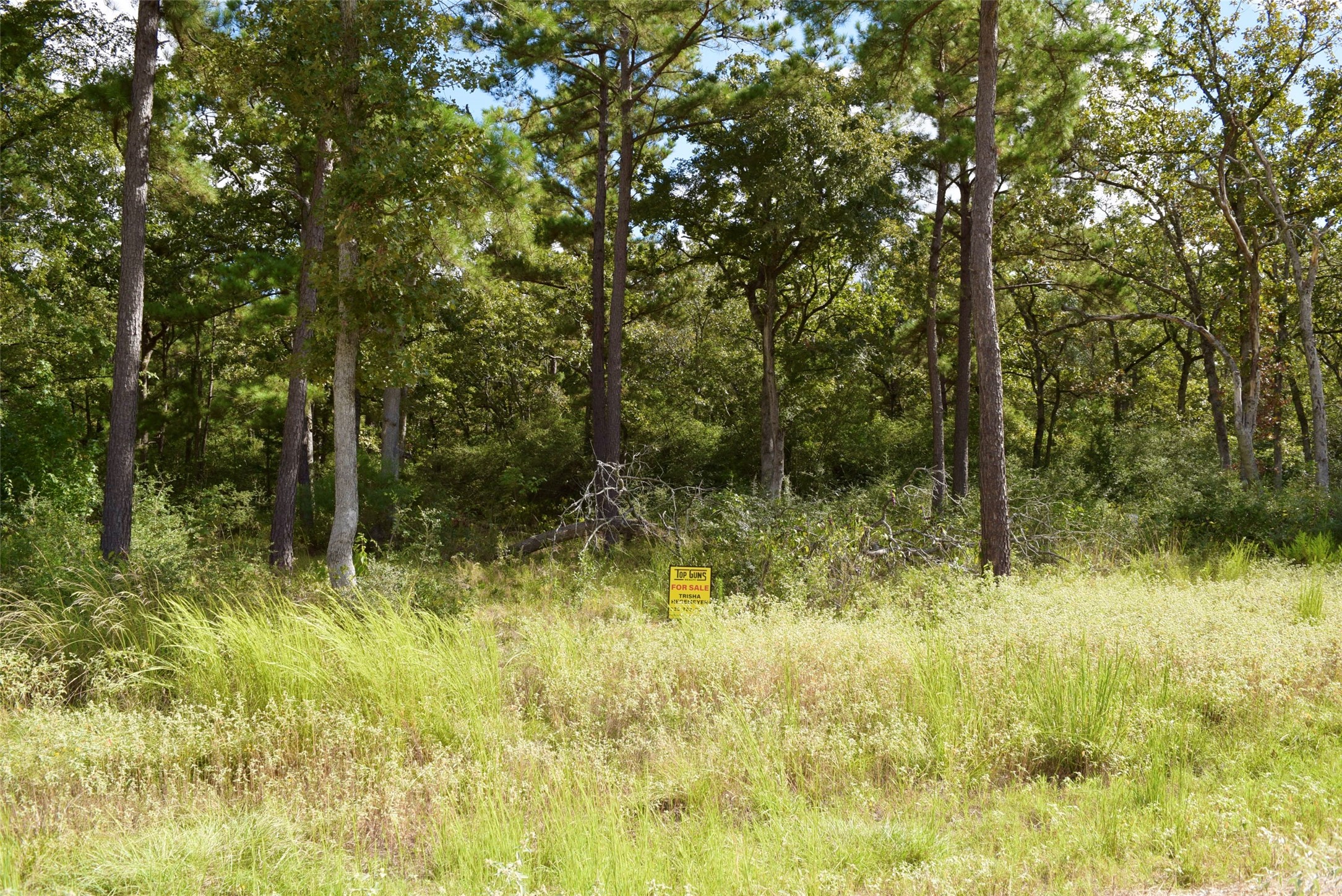 114 County Road 114 Centerville, TX 75833 - Photo 8 of 22 a view of a yard with potted plants and large trees