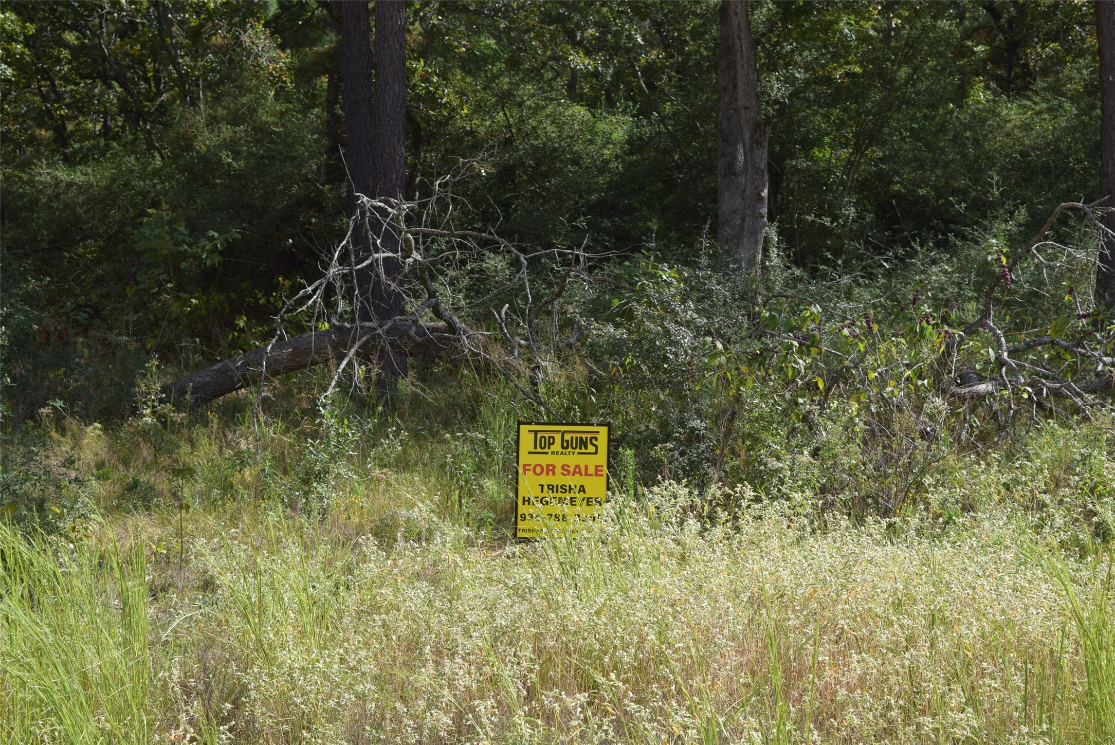114 County Road 114 Centerville, TX 75833 - Photo 9 of 22 a view of a yard with plants and large trees