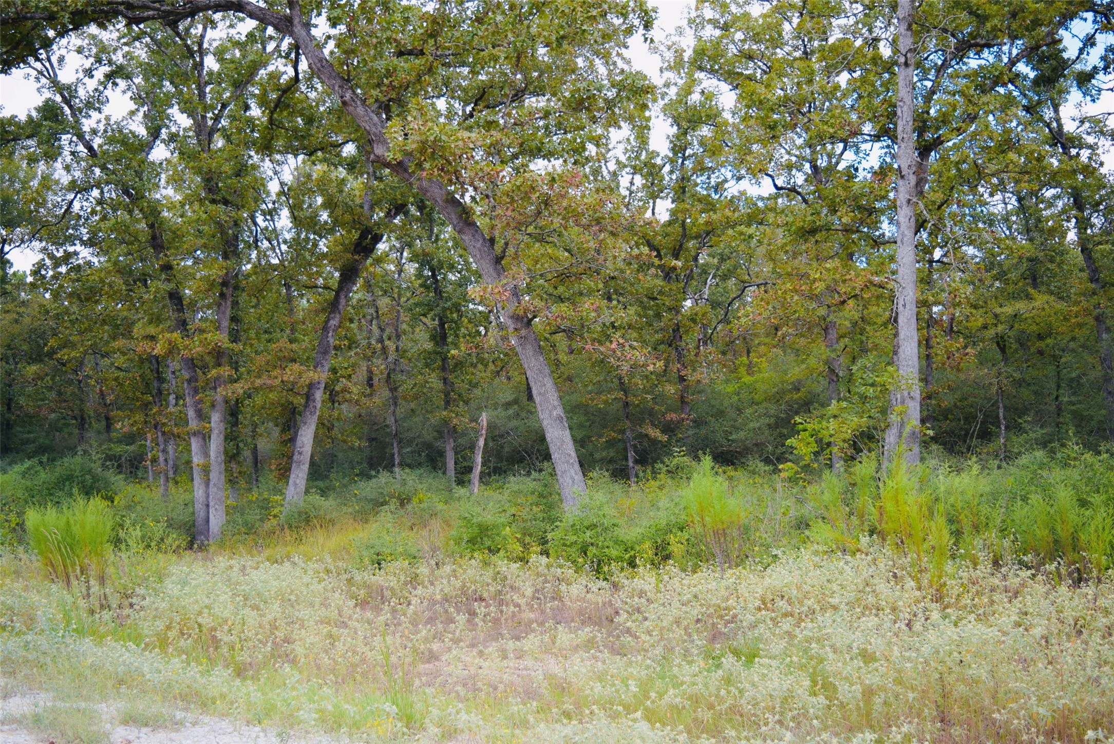 114 County Road 114 Centerville, TX 75833 - Photo 10 of 22 a big yard with lots of green space and deers