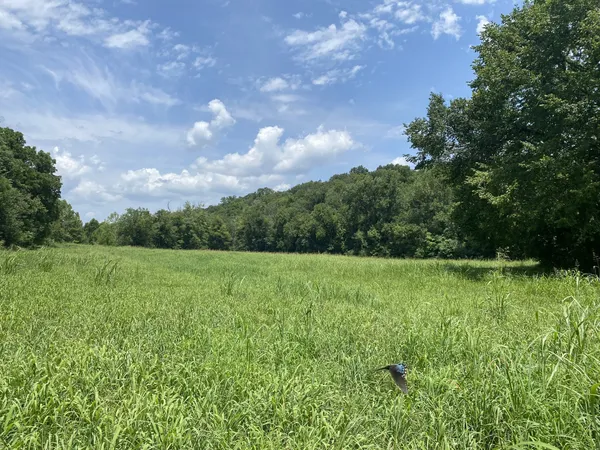 a view of a big yard with lots of green space