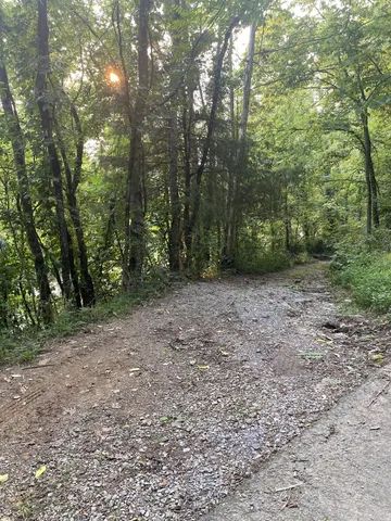 a view of a lush green forest with large trees
