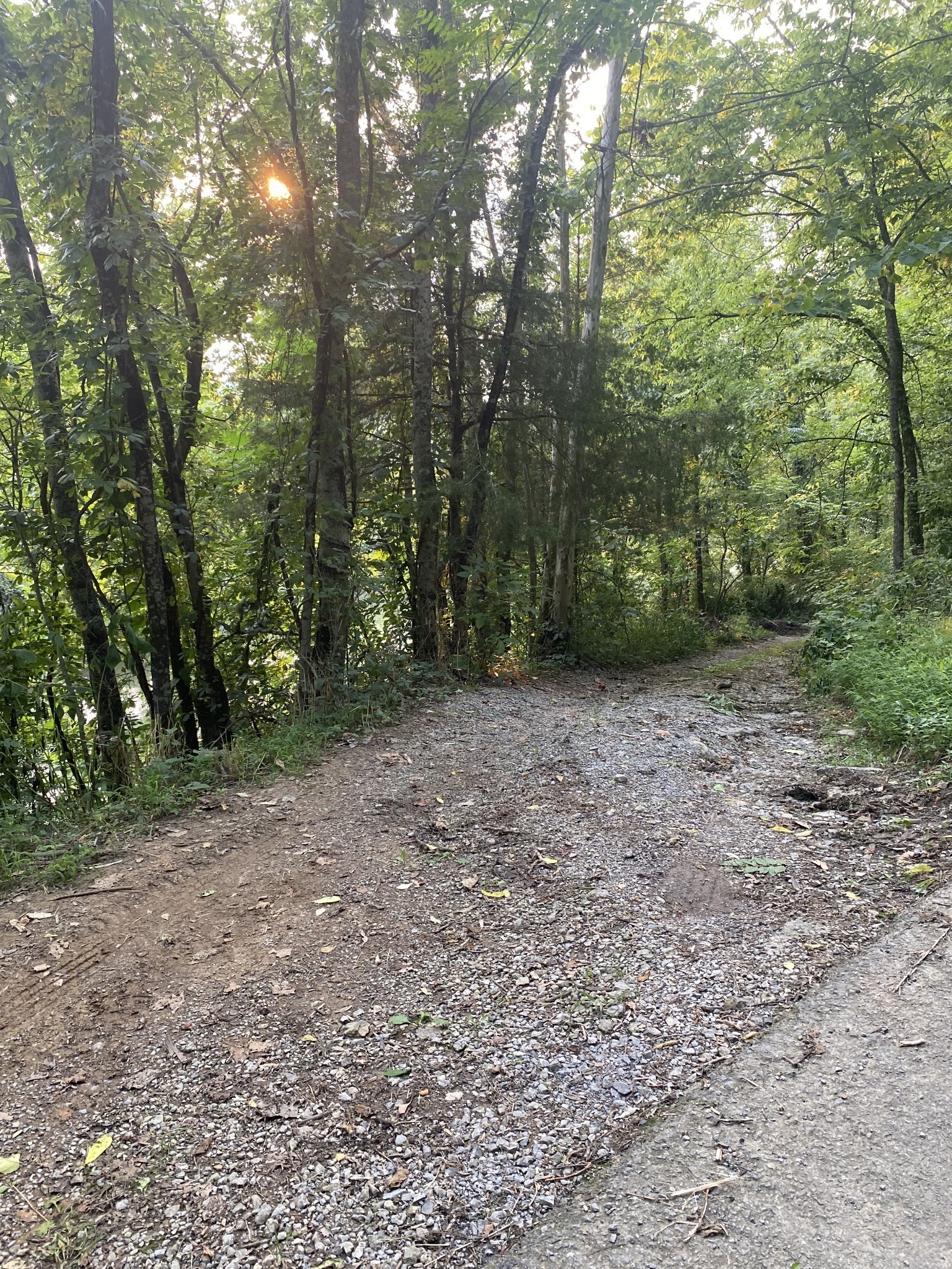 0 Smith Fork Road Liberty, TN 37095 - Photo 11 of 16 a view of a forest with trees in the background