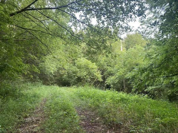 a pathway of a yard