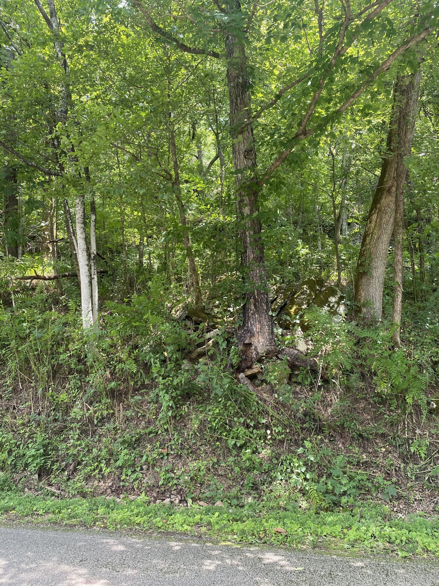 0 Smith Fork Road Liberty, TN 37095 - Photo 14 of 16 a view of a forest with a tree