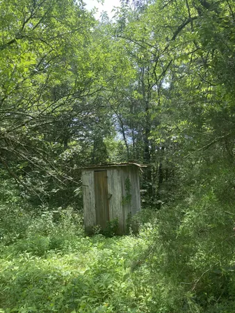 a view of a lush green forest