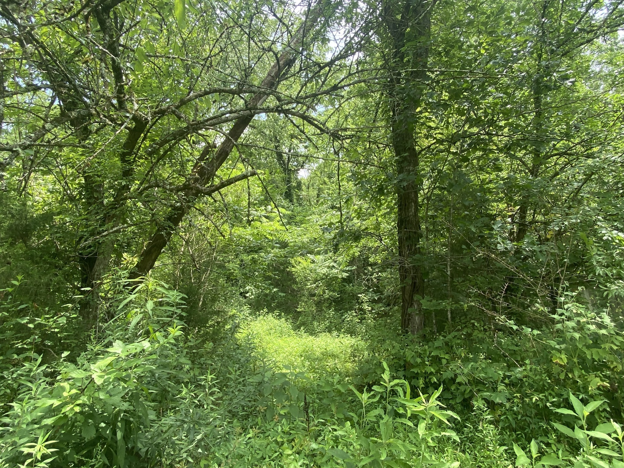 0 Smith Fork Road Liberty, TN 37095 - Photo 16 of 16 a view of a lush green forest