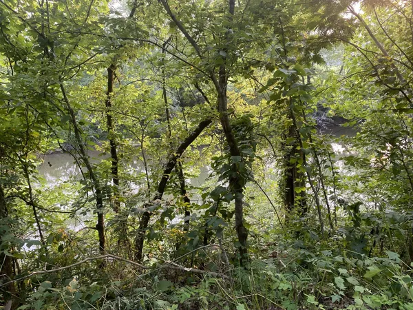 a view of a yard