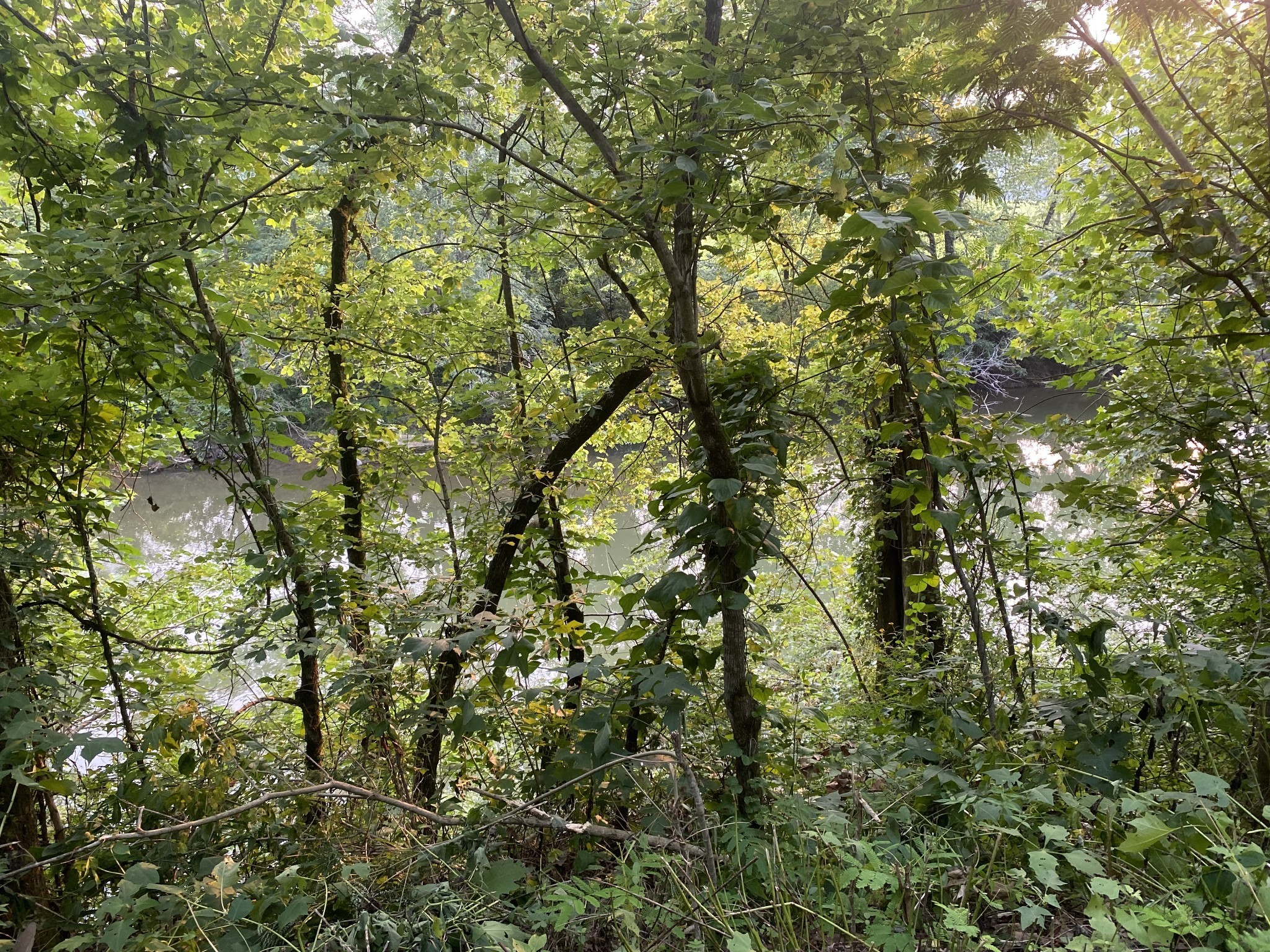 0 Smith Fork Road Liberty, TN 37095 - Photo 4 of 16 a view of a yard