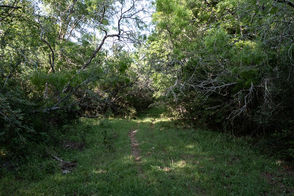 Tbd Anchor Ranch Loop Flatonia, TX 78941 - Photo 15 of 15 a view of a lush green space