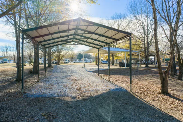 a close up of a tree