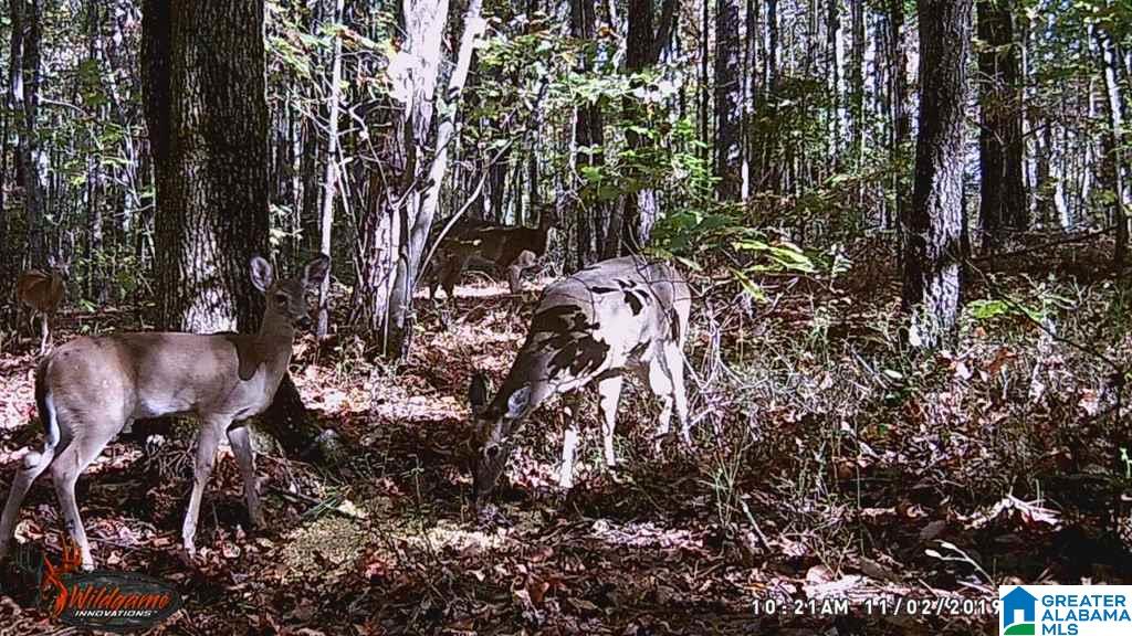 615 Fox Trot Road Talladega, AL 35160 - Photo 21 of 31