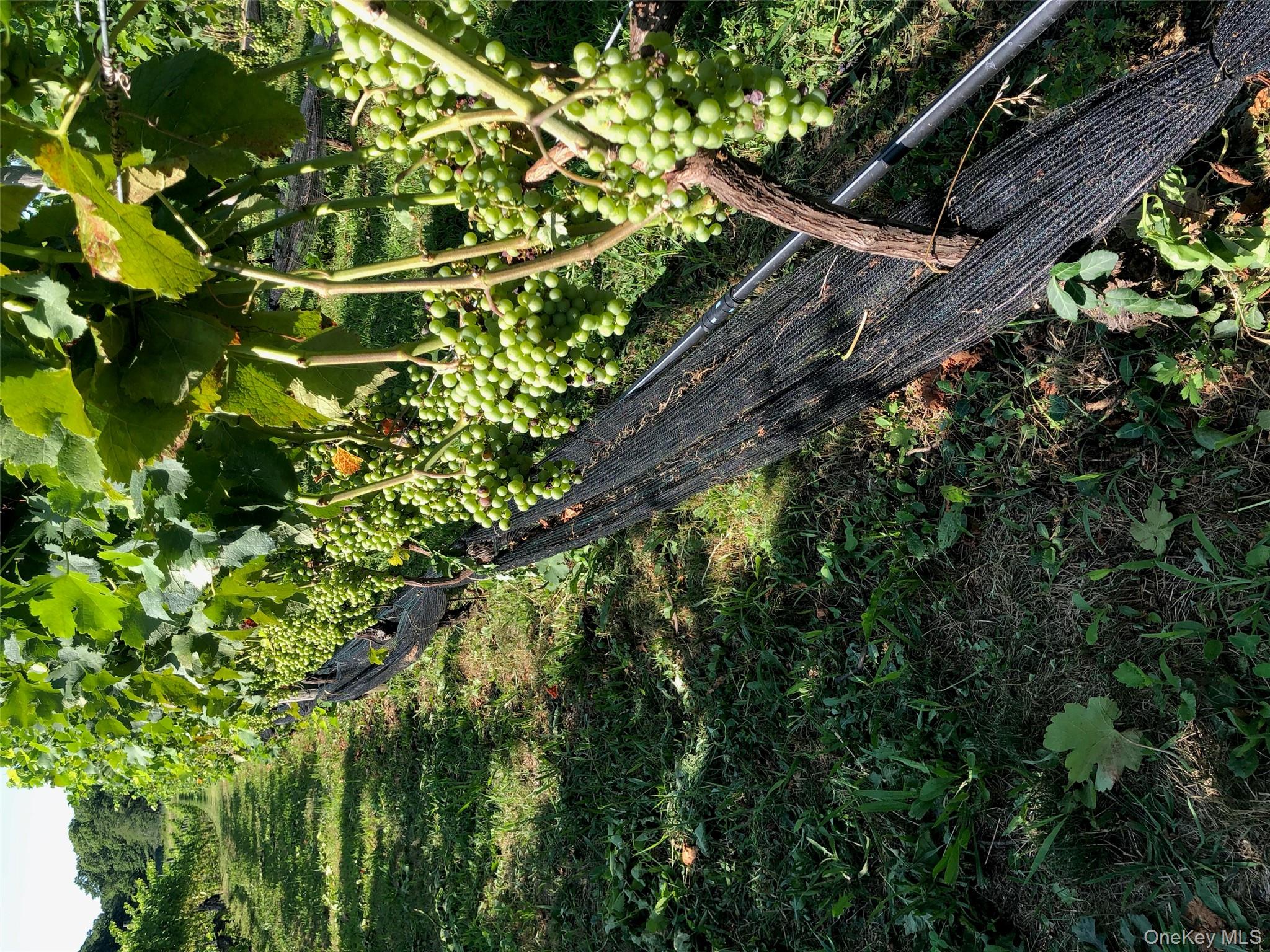 35950 Main Road Cutchogue, NY 11935 - Photo 36 of 39 a picture of plants