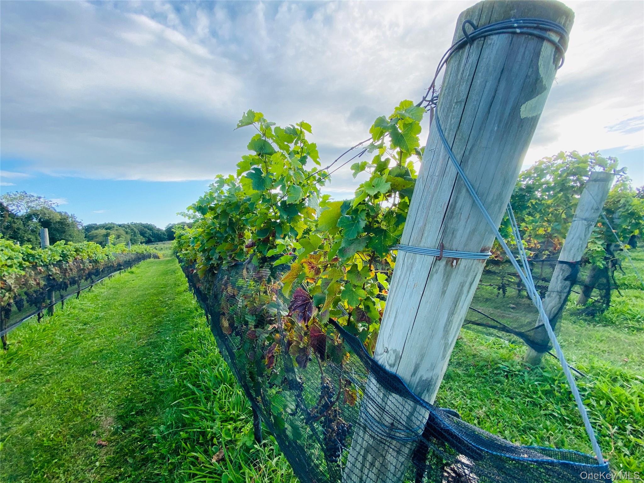 35950 Main Road Cutchogue, NY 11935 - Photo 37 of 39 a view of a garden with plants