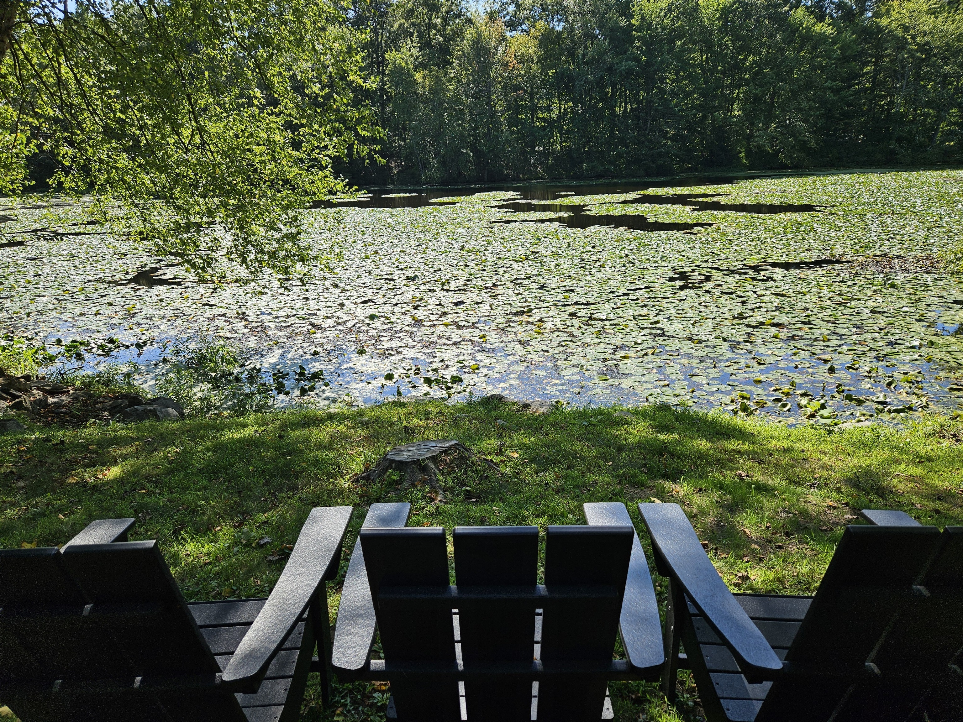 115 Mayapple Road Stamford, CT 06903 - Photo 34 of 38 a view of a lush green field with chairs
