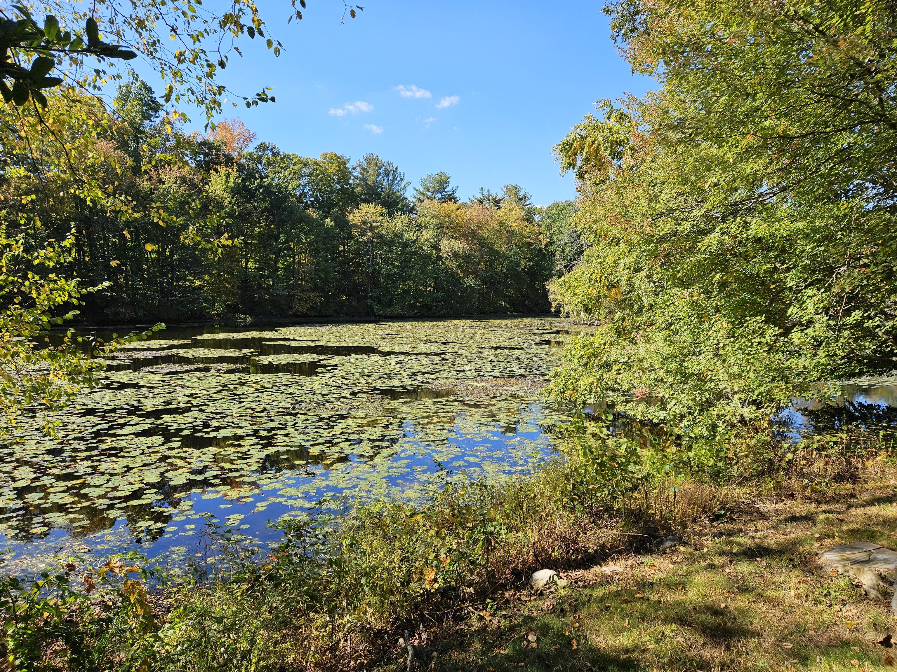 115 Mayapple Road Stamford, CT 06903 - Photo 35 of 38 a view of a yard with an outdoor space