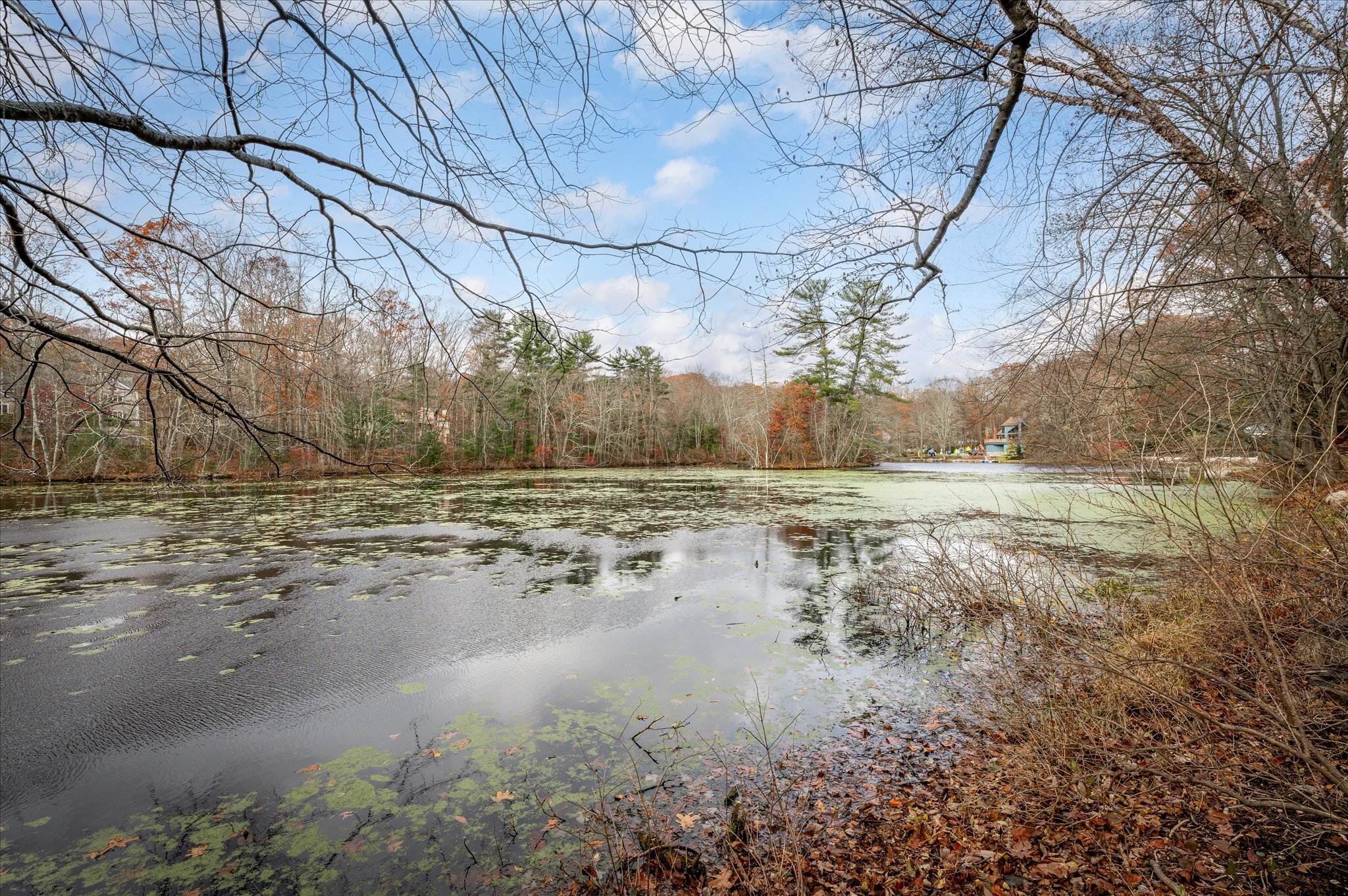 115 Mayapple Road Stamford, CT 06903 - Photo 36 of 38 a view of a yard with a tree