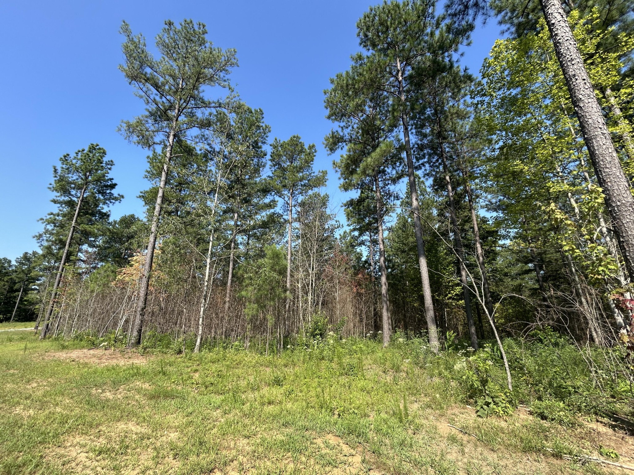 520 Buck Crossing Way Guild, TN 37340 - Photo 12 of 18 a backyard of a house with lots of trees