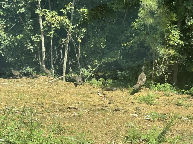 a backyard of a house with large trees and plants