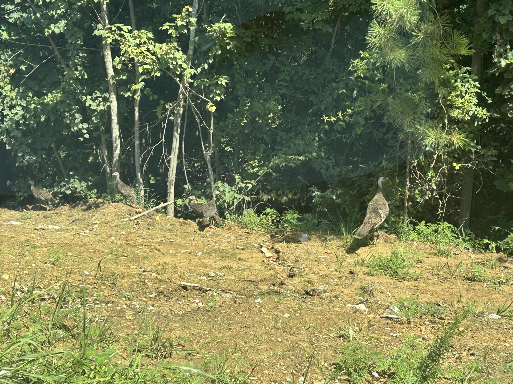 520 Buck Crossing Way Guild, TN 37340 - Photo 14 of 18 a view of a yard with plants and trees