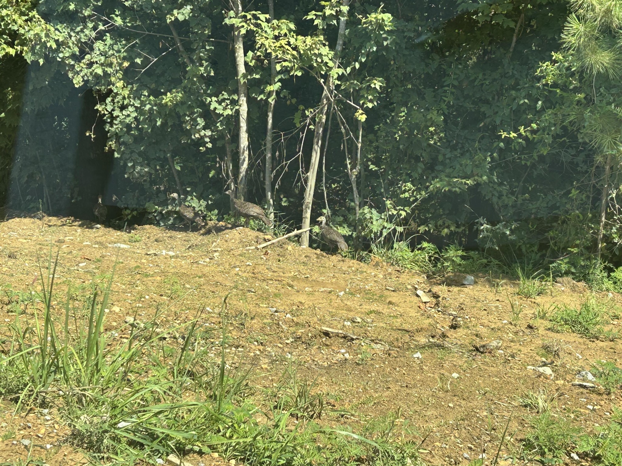 520 Buck Crossing Way Guild, TN 37340 - Photo 15 of 18 a backyard of a house with large trees and plants