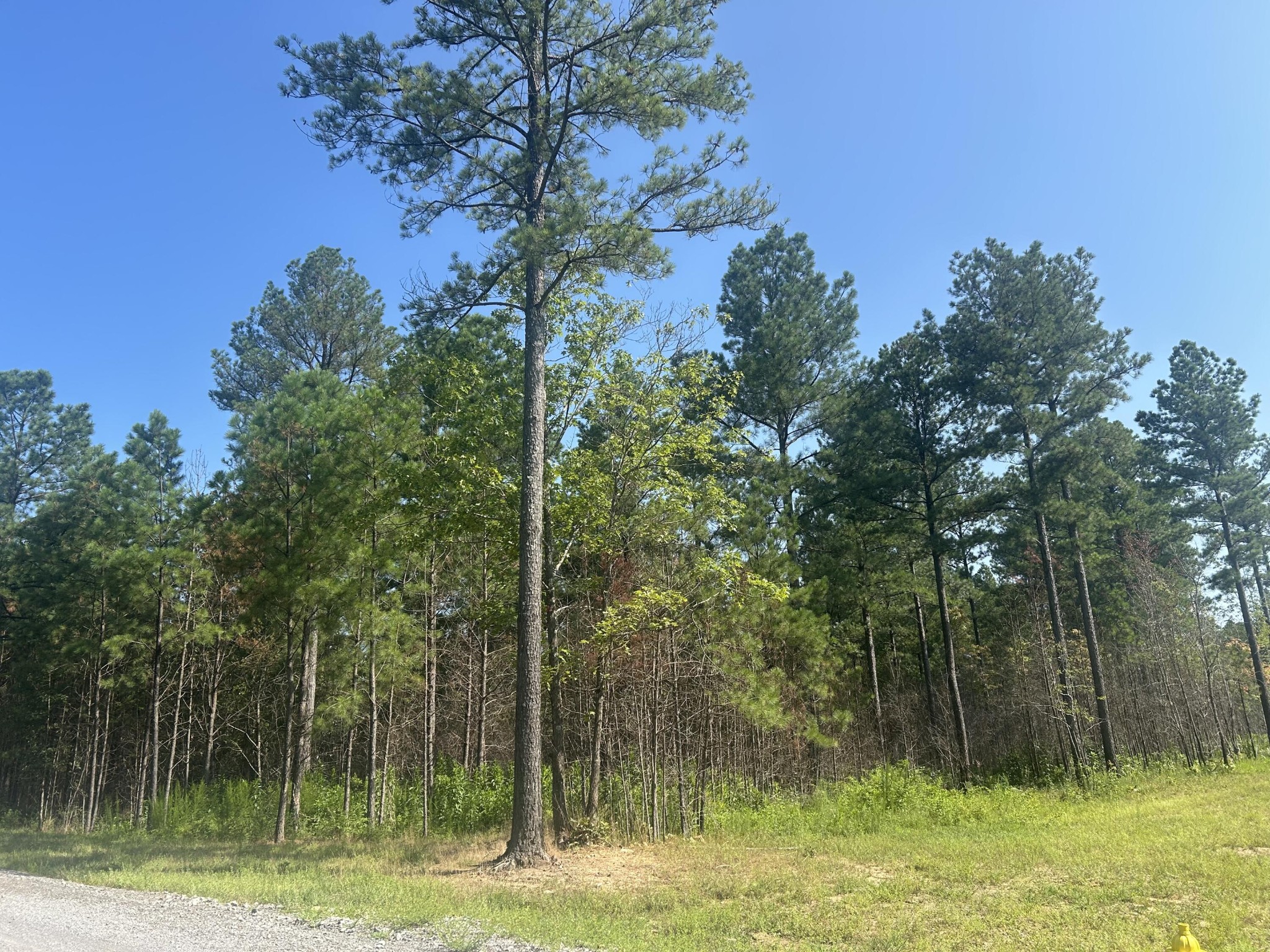 520 Buck Crossing Way Guild, TN 37340 - Photo 2 of 18 a view of a backyard