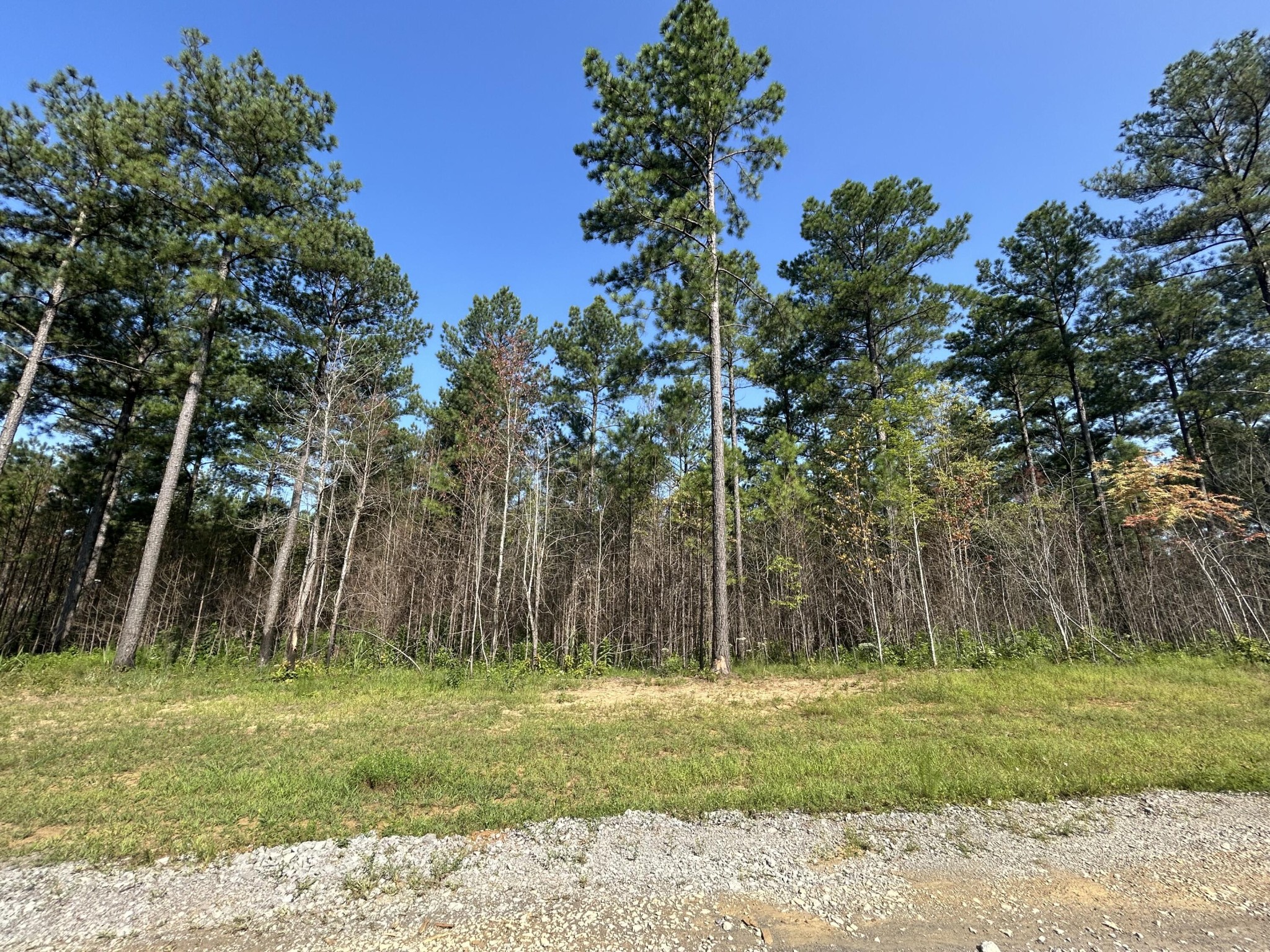 520 Buck Crossing Way Guild, TN 37340 - Photo 4 of 18 a backyard of a house with lots of trees