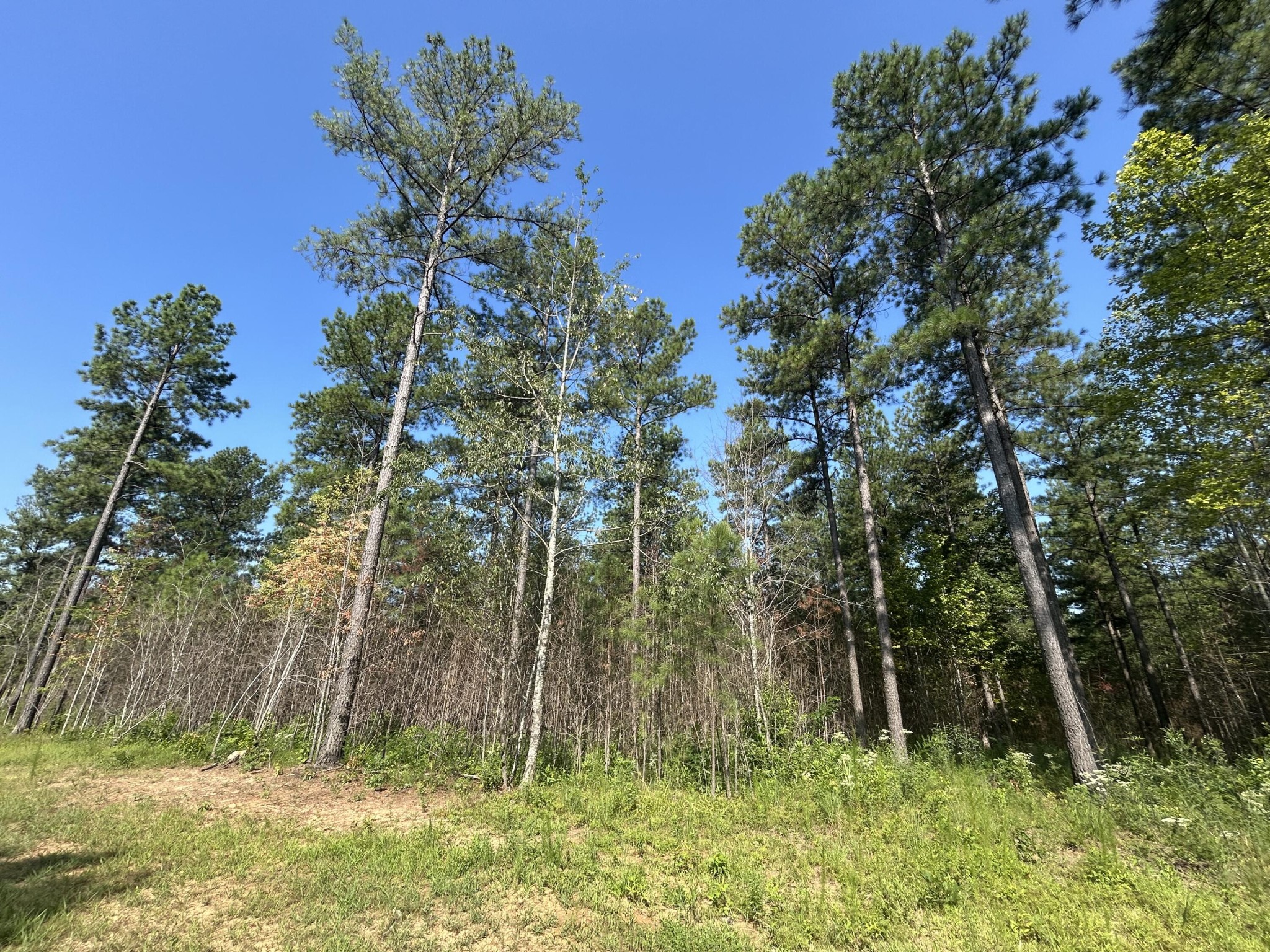 520 Buck Crossing Way Guild, TN 37340 - Photo 5 of 18 a backyard of a house with lots of green space