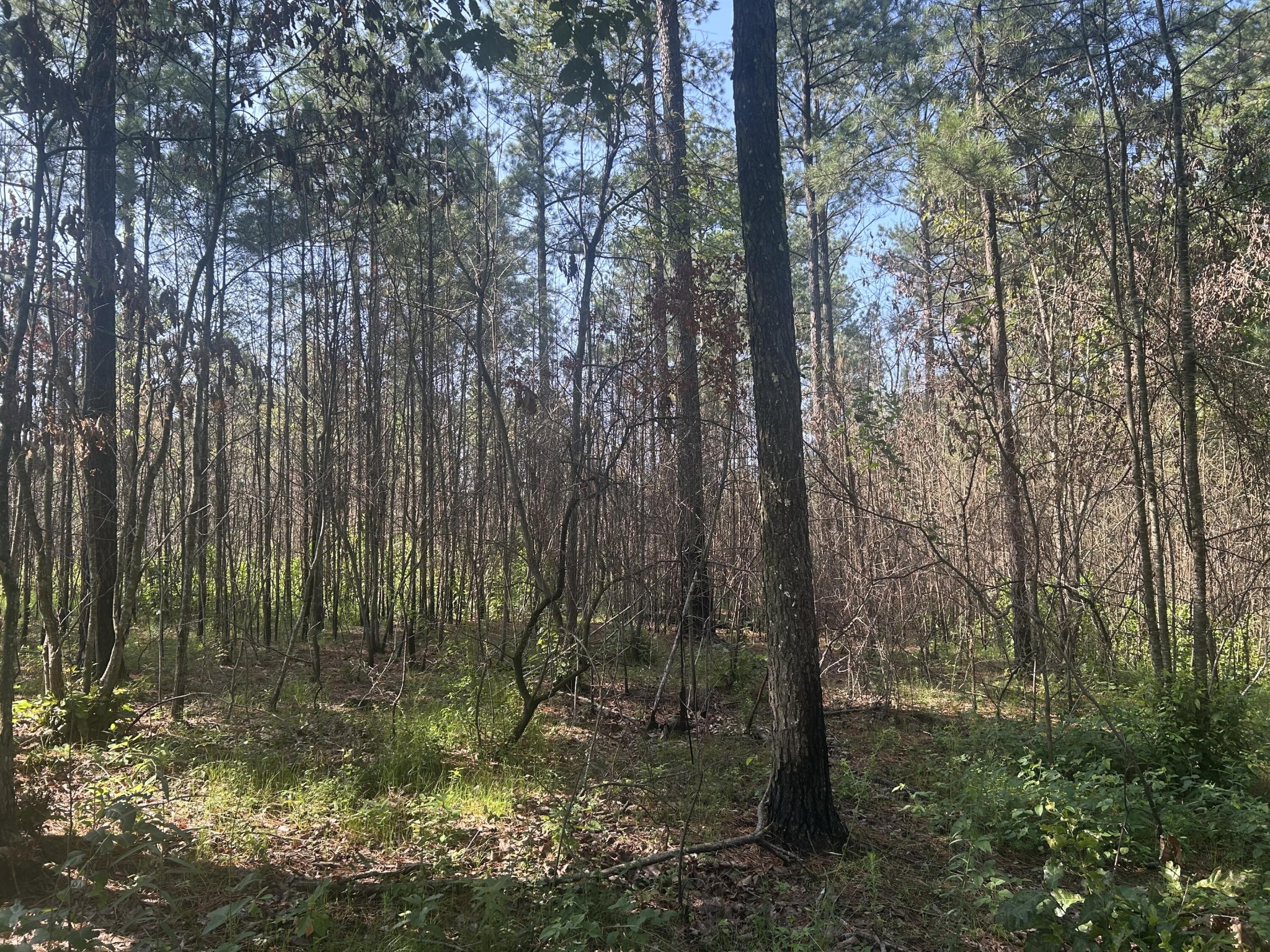 520 Buck Crossing Way Guild, TN 37340 - Photo 8 of 18 a view of forest