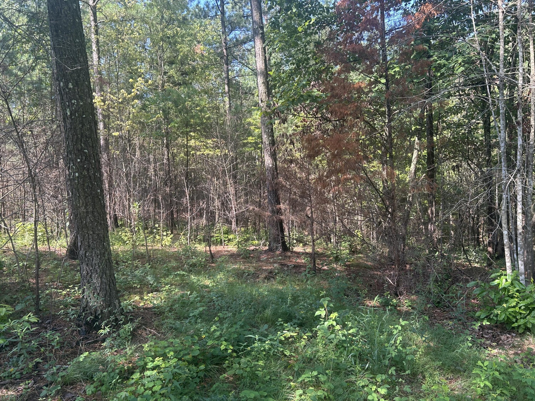 520 Buck Crossing Way Guild, TN 37340 - Photo 9 of 18 a view of outdoor space and yard