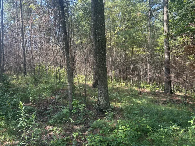 a view of a forest with trees