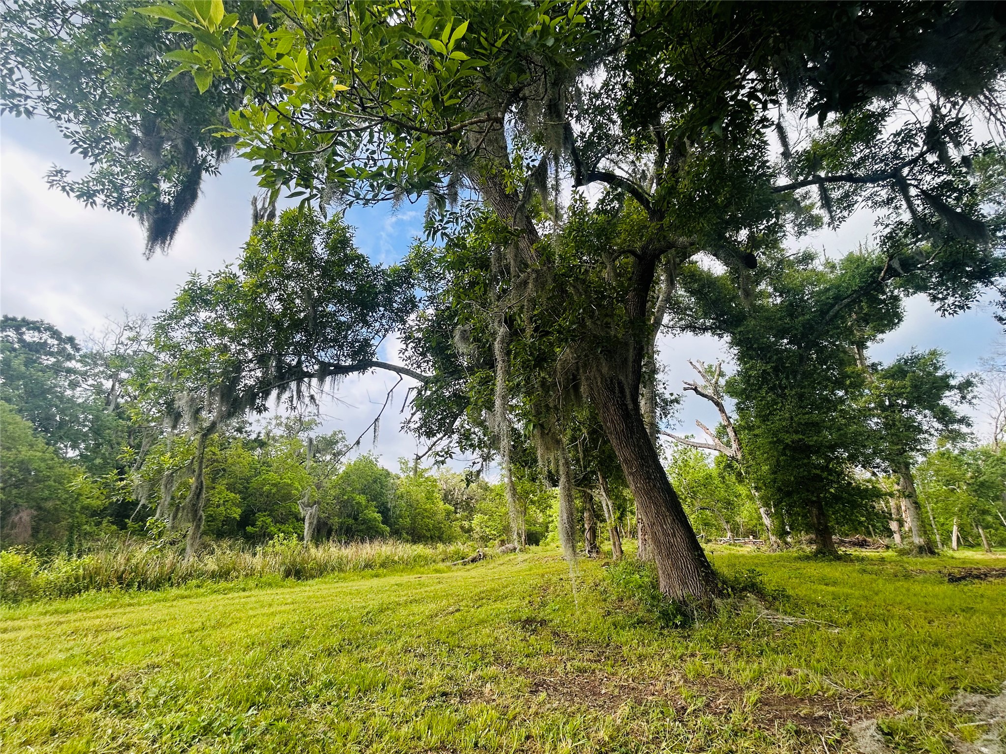 1214 Chuck Wagon Court Angleton, TX 77515 - Photo 15 of 17 a view of a park with large trees