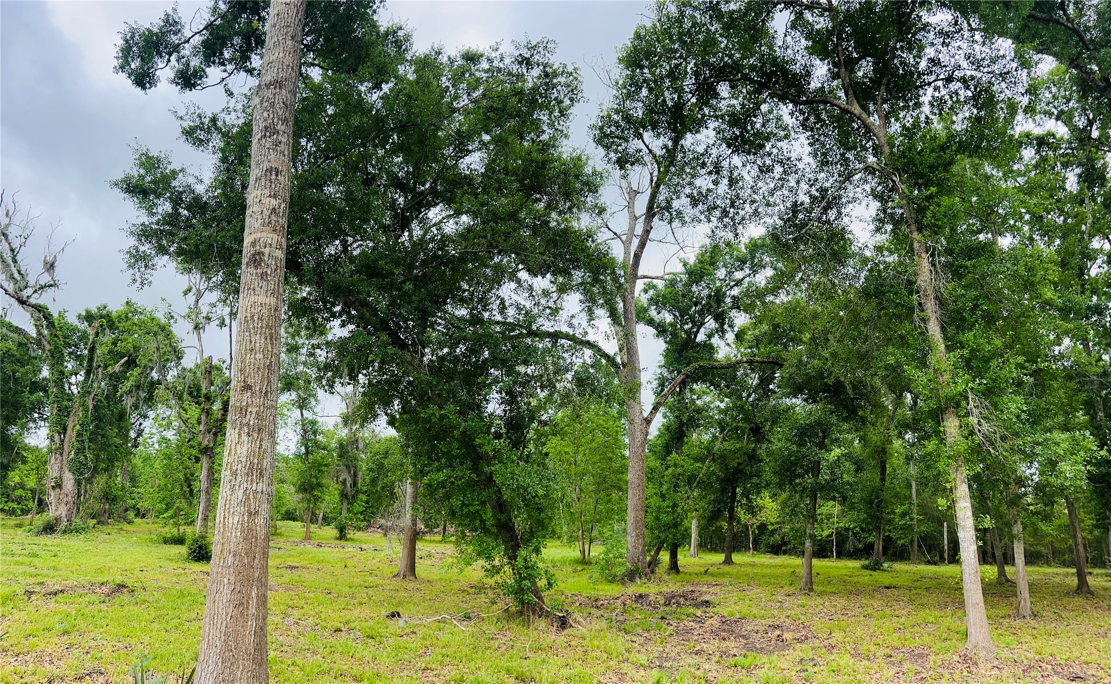 1214 Chuck Wagon Court Angleton, TX 77515 - Photo 6 of 17 a backyard of a house with lots of trees