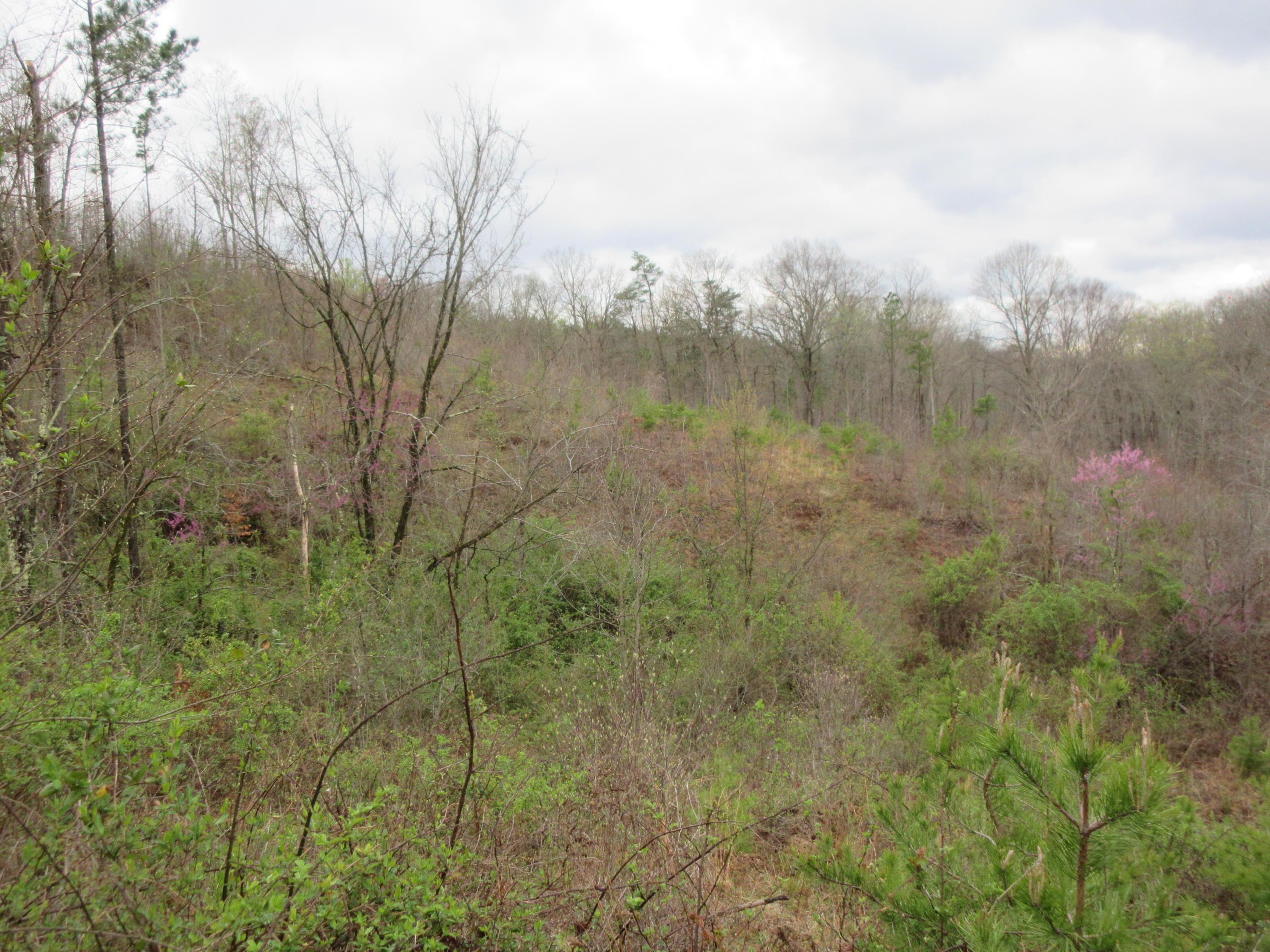 0 Coolville Road Reedsville, OH 45772 - Photo 4 of 9