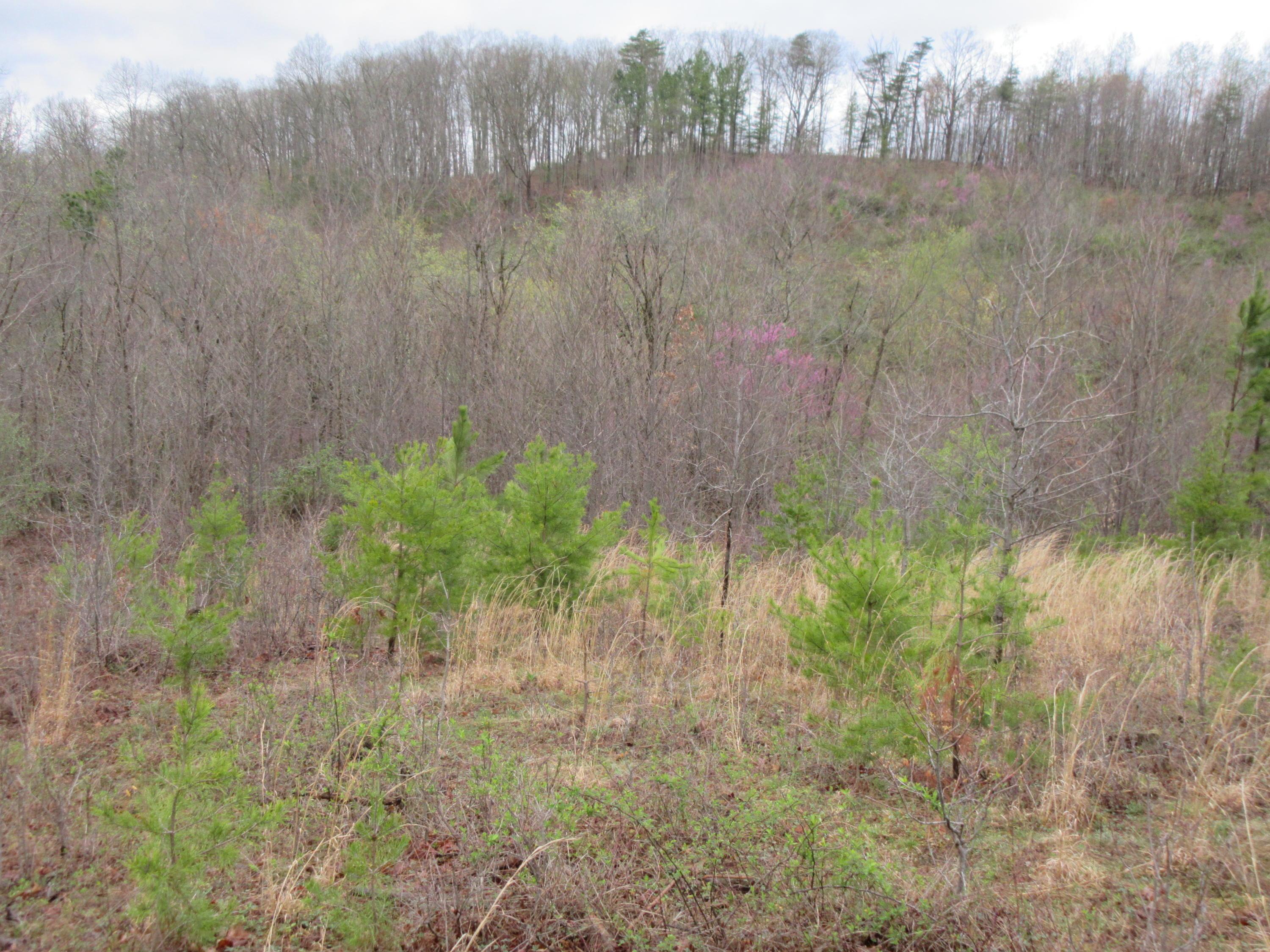 0 Coolville Road Reedsville, OH 45772 - Photo 6 of 9