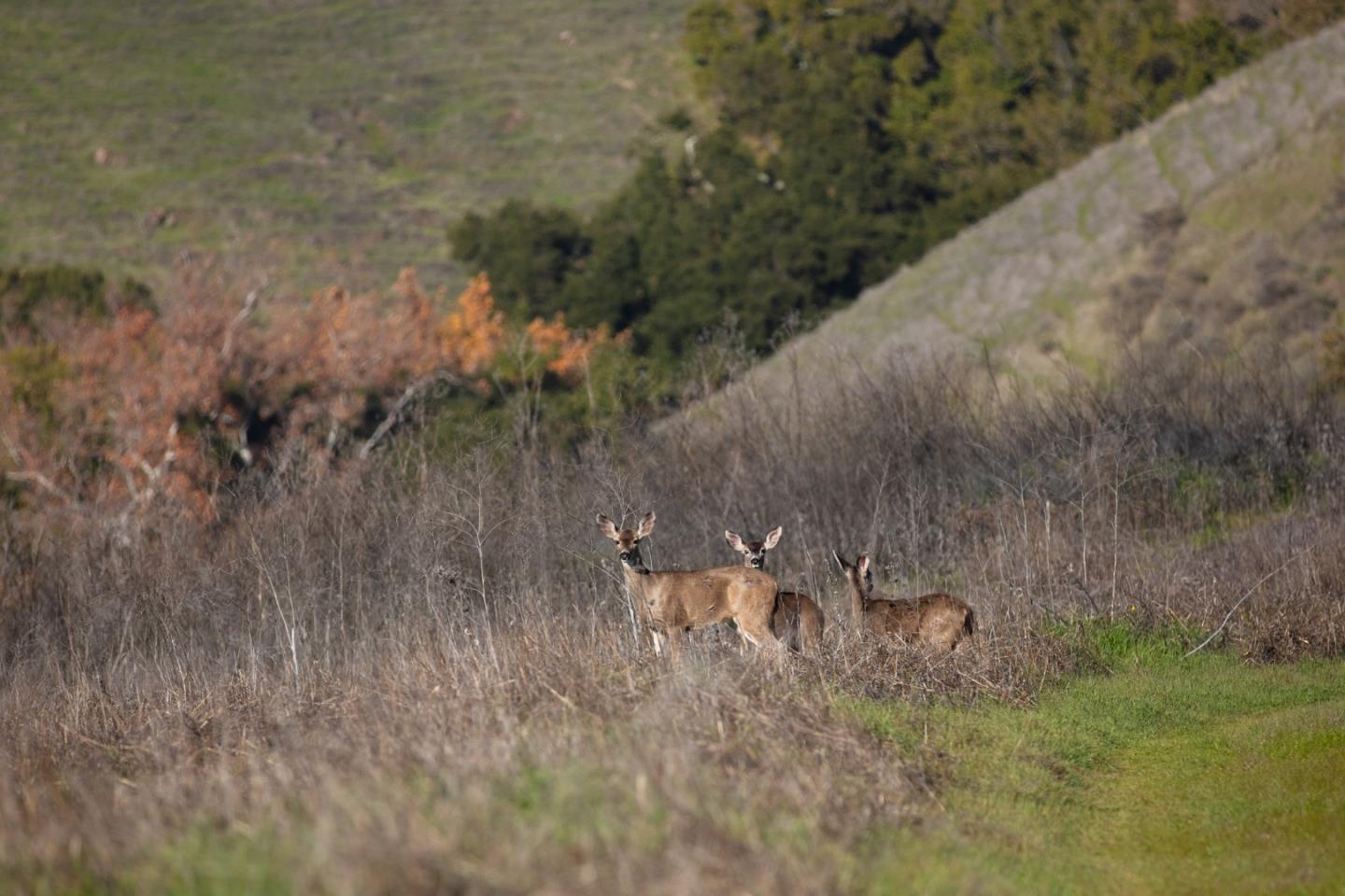 2000 Scott Creek Road Milpitas, CA 95035 - Photo 43 of 89 a view of a dry yard with trees