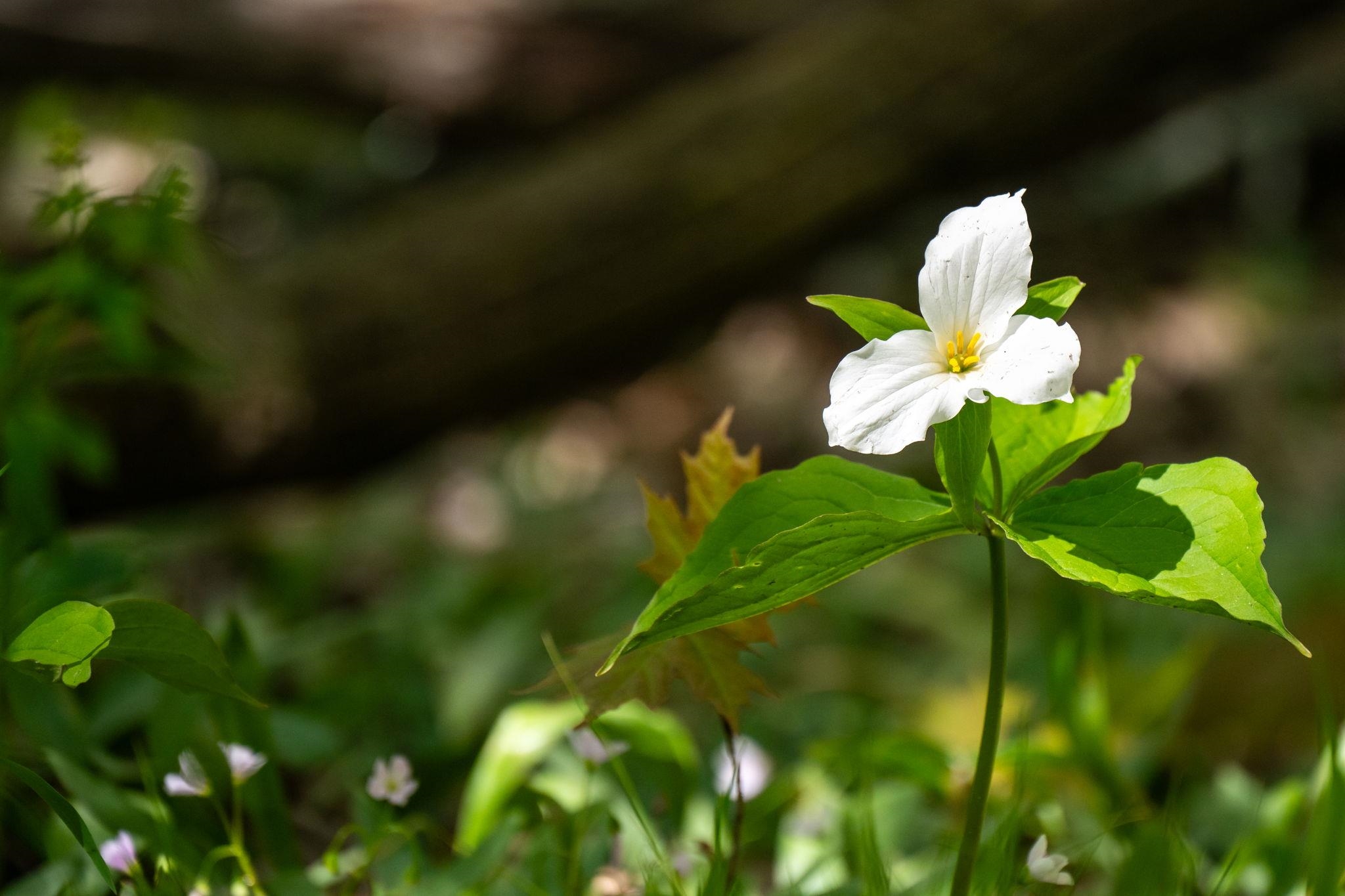 County Road Sturgeon Bay, WI 54235 - Photo 17 of 23