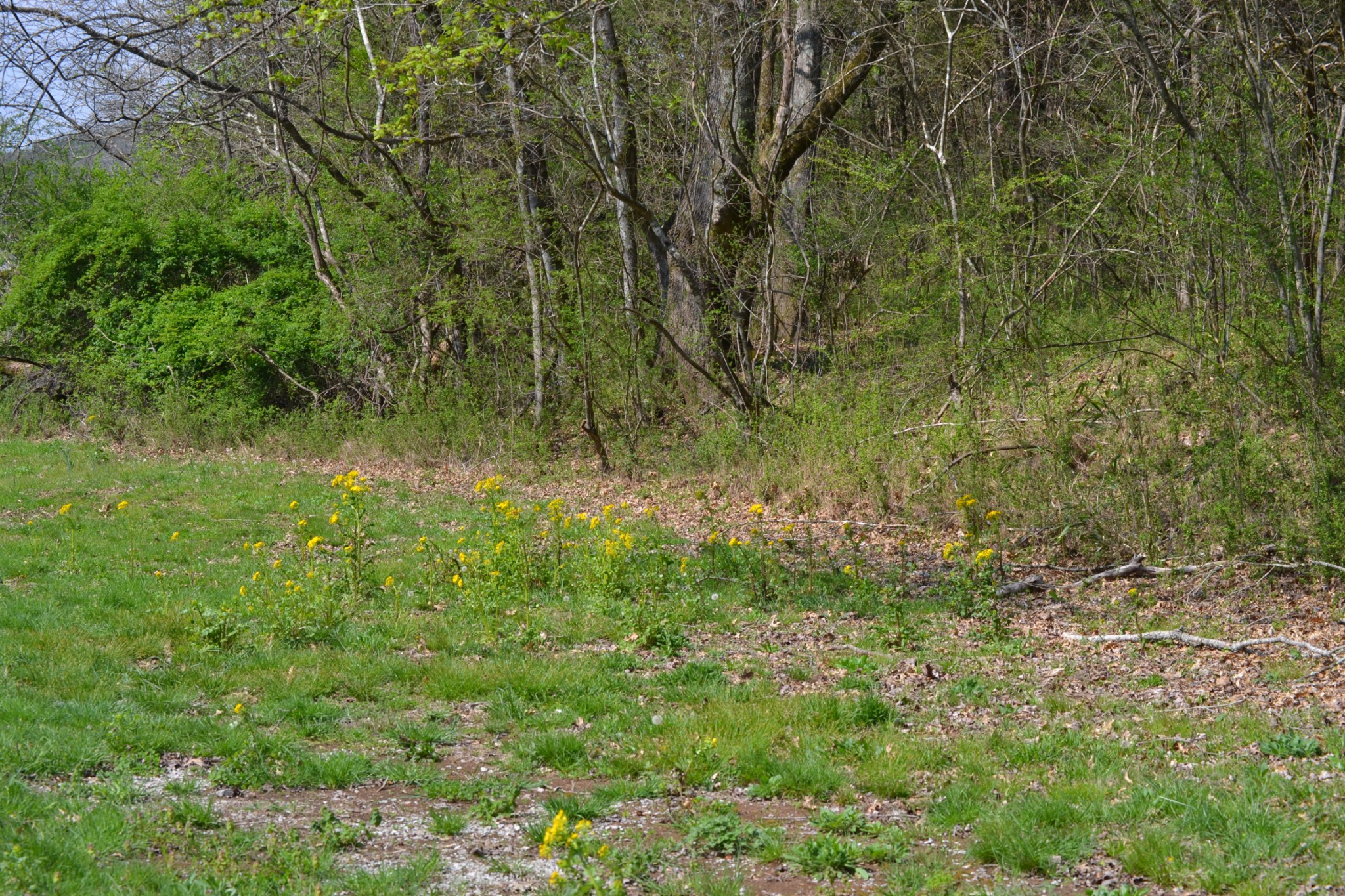 151 Oak Lane Pulaski, TN 38478 - Photo 14 of 19 a view of a yard