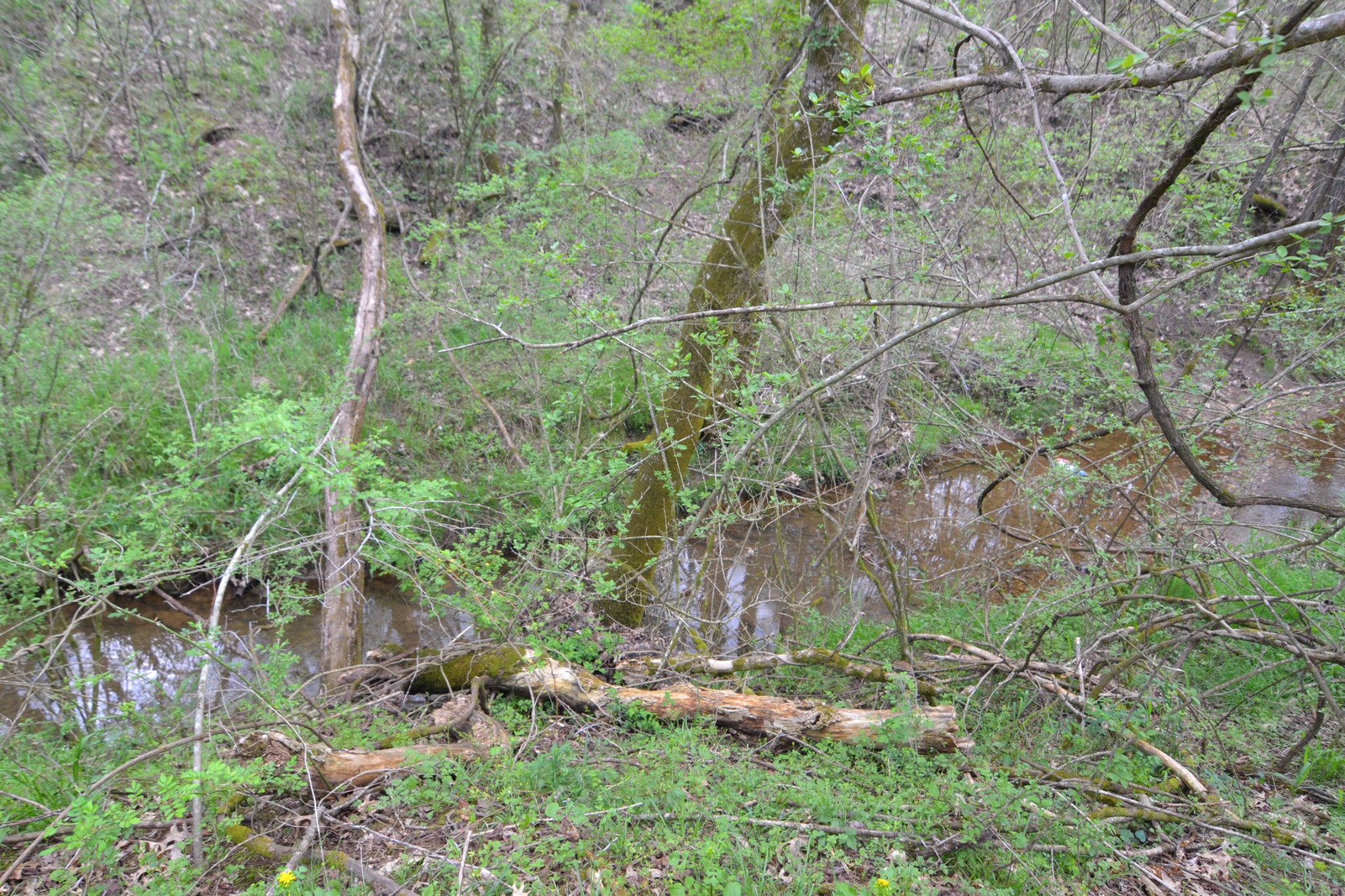 151 Oak Lane Pulaski, TN 38478 - Photo 18 of 19 a view of a yard with a tree