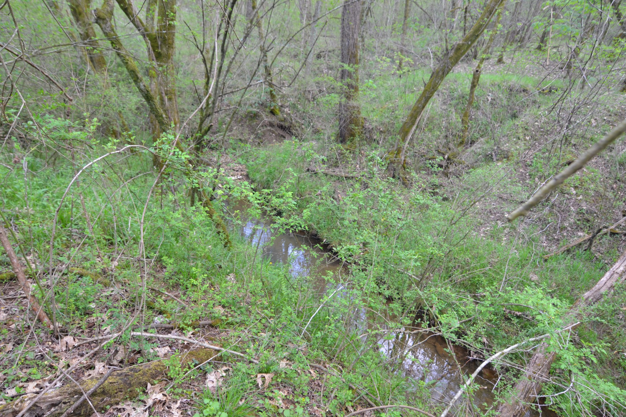 151 Oak Lane Pulaski, TN 38478 - Photo 19 of 19 a view of a lush green forest with large trees