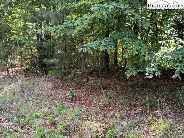 a view of a forest that has a tree