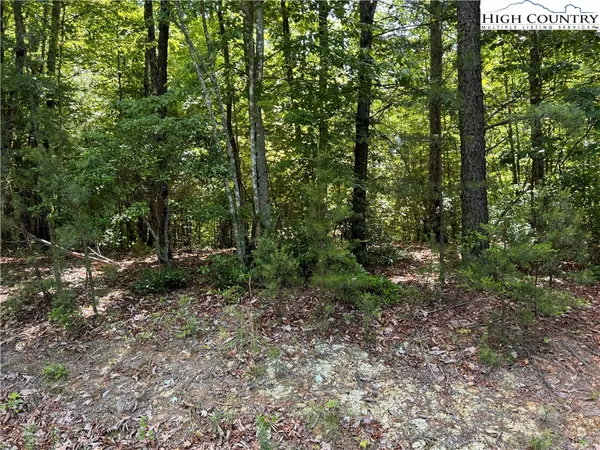 a view of a forest that has large trees