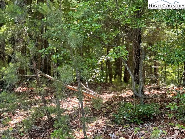 a view of a tree in a forest