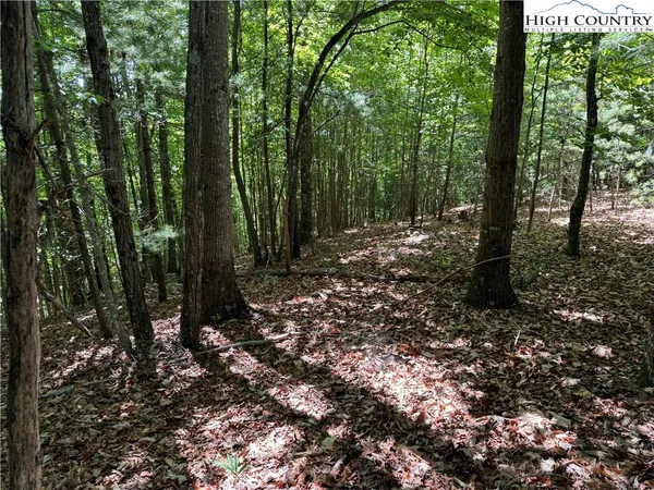 a view of a forest with trees in the background